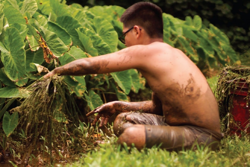 A participant in the Ke Kama pono program harvests Kalo part of the Partners in Development Foundation