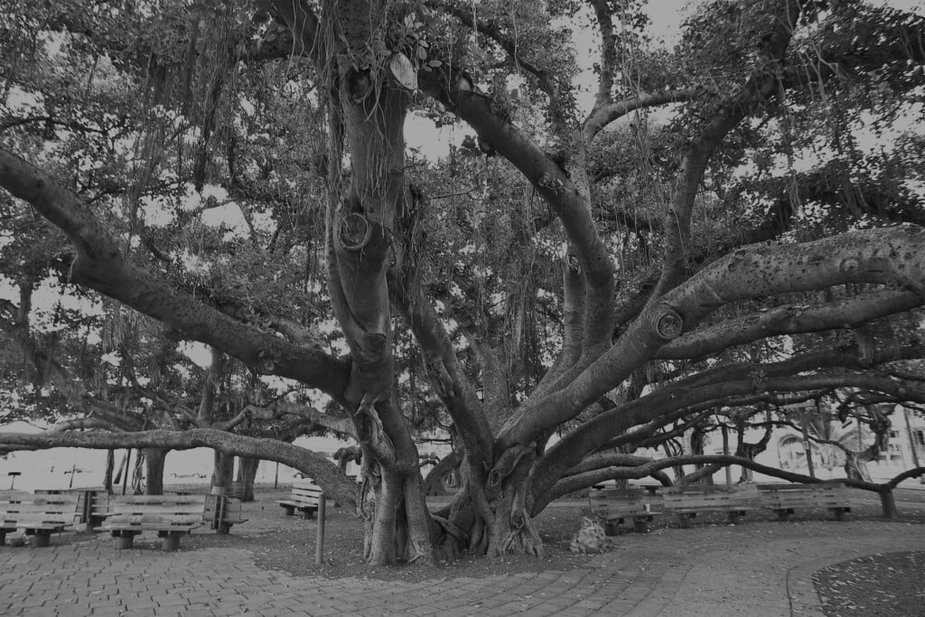 Banyan Tree Lahaina Maui