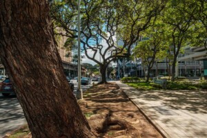 Hb2404 Trees Kapiolani 7133