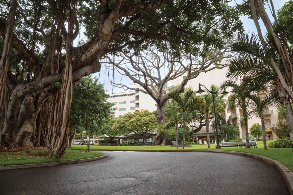 Photo Banyan Tree Qmc Buildings 22 9535